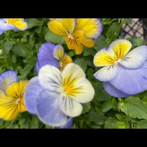 Meet your Posher, Denise